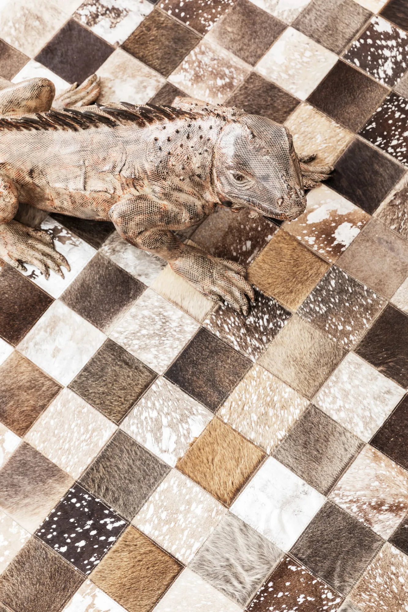 Clearance KARE Design Dywan Fur Cosmo 240x170 cm kolorowy - KARE