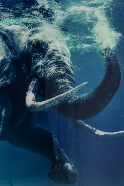 Sale KARE Design Obraz Glass Swimming Elephant 180x120 cm kolorowy - KARE