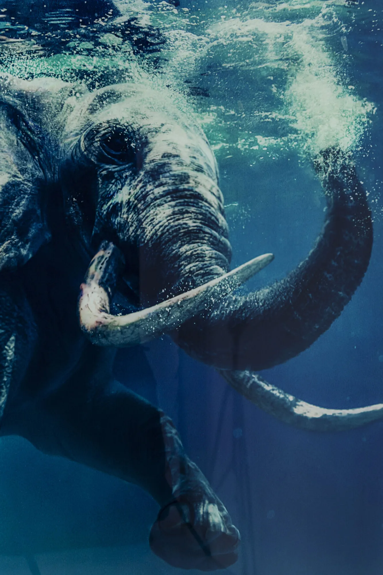 Sale KARE Design Obraz Glass Swimming Elephant 180x120 cm kolorowy - KARE