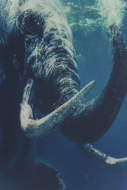 Sale KARE Design Obraz Glass Swimming Elephant 180x120 cm kolorowy - KARE