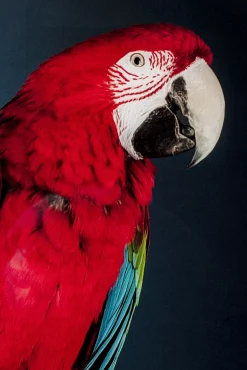 Discount KARE Design Obraz Twin Parrot 80x120 cm - KARE