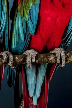 Discount KARE Design Obraz Twin Parrot 80x120 cm - KARE