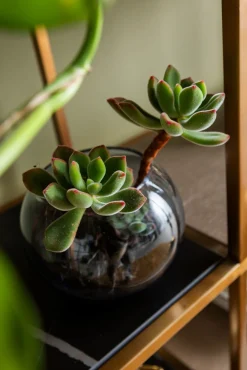 Discount KARE Design Regał Cesaro 90x170 cm złoty - półki czarne i naturalne - KARE