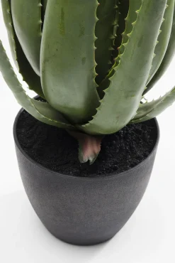 Outlet KARE Design Roślina dekoracyjna Aloe 69 cm - KARE