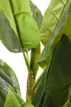 Fashion KARE Design Roślina dekoracyjna Banana Tree 180 cm - KARE