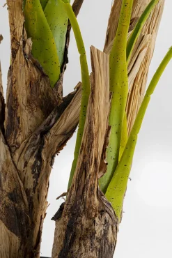 Discount KARE Design Roślina dekoracyjna Palm Tree 190 cm - KARE