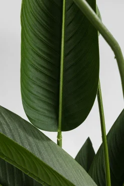 Fashion KARE Design Roślina dekoracyjna Paradise Flowers 190 cm - KARE