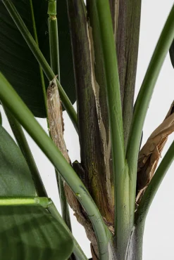 Fashion KARE Design Roślina dekoracyjna Paradise Flowers 190 cm - KARE