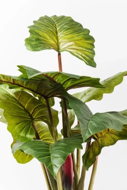 Sale KARE Design Roślina dekoracyjna Rainforest Red 170 cm kolorowa - KARE