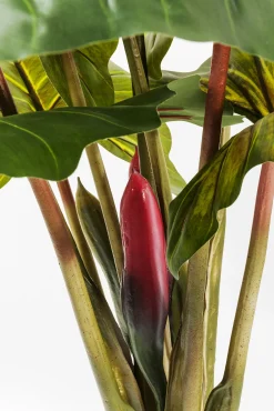 Sale KARE Design Roślina dekoracyjna Rainforest Red 170 cm kolorowa - KARE