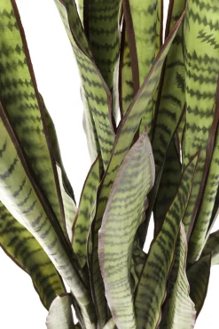 Discount KARE Design Roślina dekoracyjna Sansewieria 155 cm - KARE