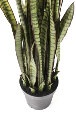 Discount KARE Design Roślina dekoracyjna Sansewieria 155 cm - KARE