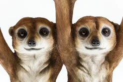 Fashion KARE Design Stolik Meerkat Sisters Ø33 cm kolorowy - KARE